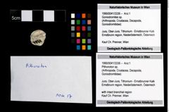 Foto (Objekt + Etikett) von Pithonoton sp.  (NHMW-GEO-1990-0041-3336)